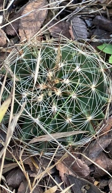  - Hamatocactus Septispinus