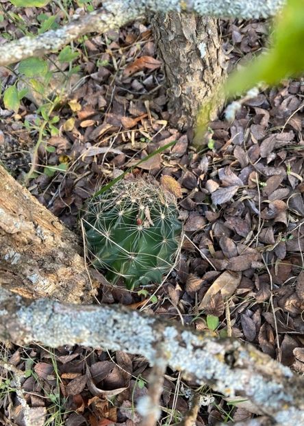  - Hamatocactus Septispinus