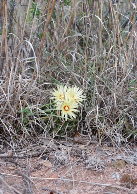  - Hamatocactus Septispinus