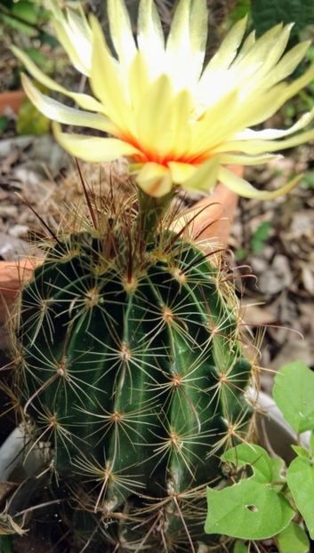  - Hamatocactus Septispinus