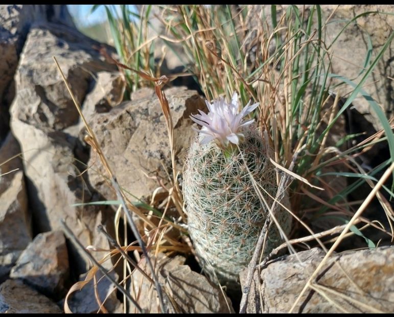  - Escobaria Tuberculosa