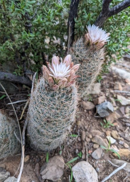  - Escobaria Tuberculosa