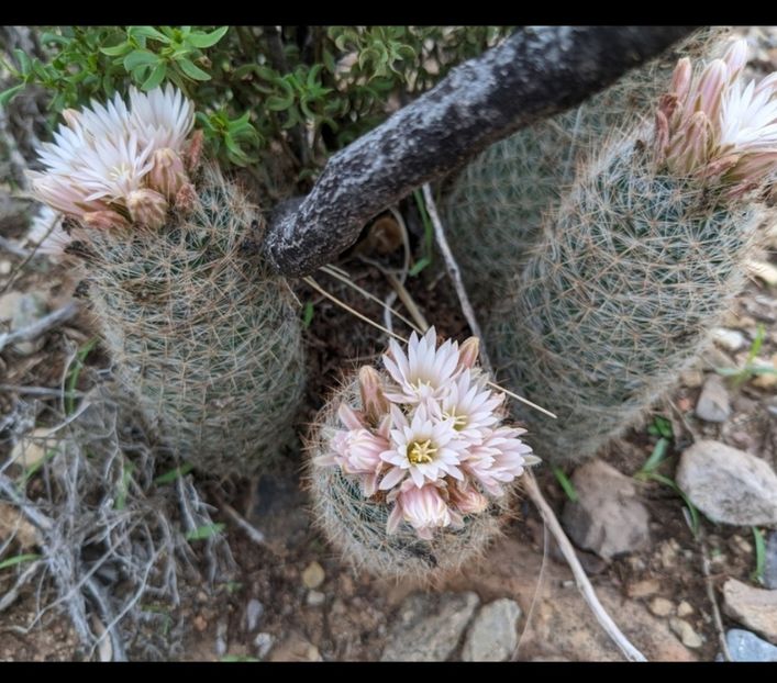 - Escobaria Tuberculosa