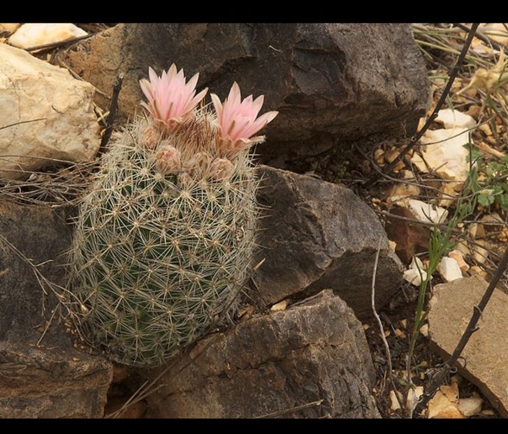  - Escobaria Tuberculosa