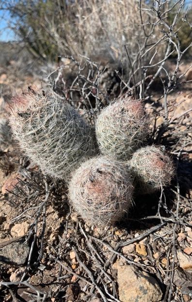  - Escobaria Tuberculosa