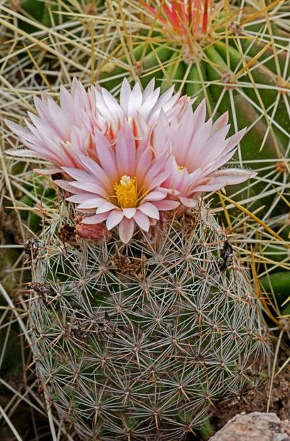  - Escobaria Tuberculosa