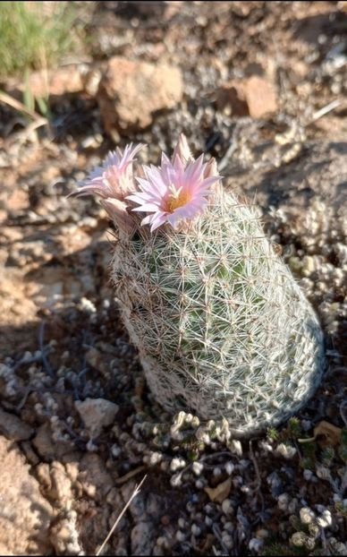 - Escobaria Tuberculosa