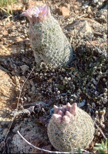  - Escobaria Tuberculosa