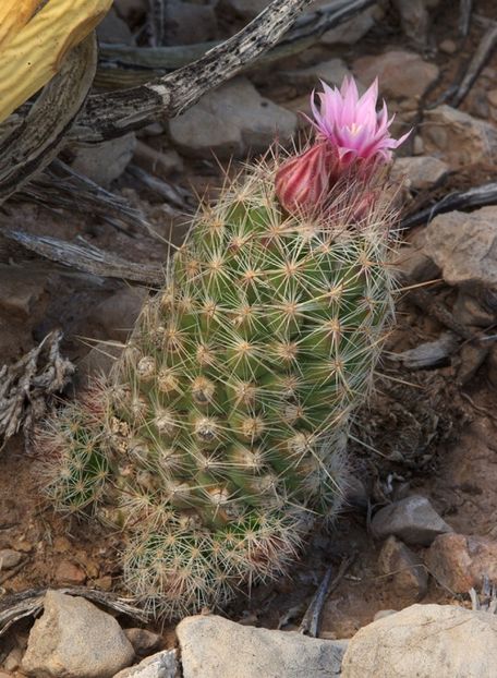  - Escobaria Tuberculosa