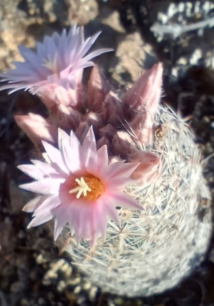  - Escobaria Tuberculosa