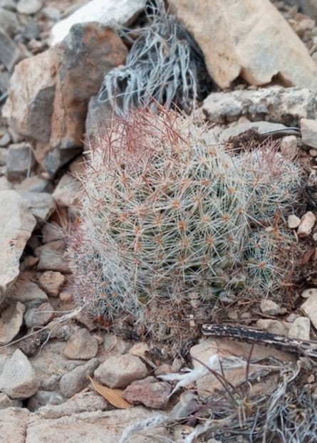  - Escobaria Tuberculosa