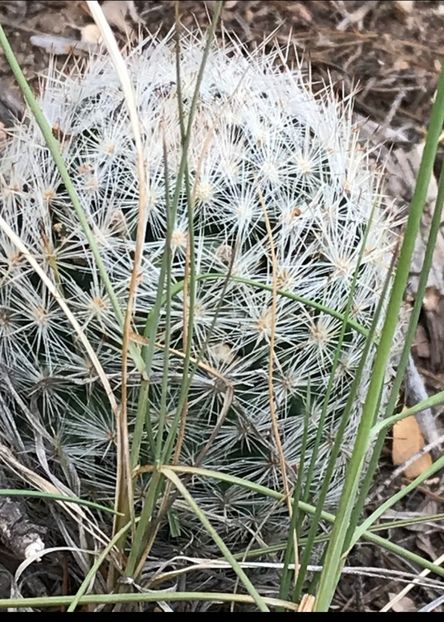  - Escobaria Tuberculosa