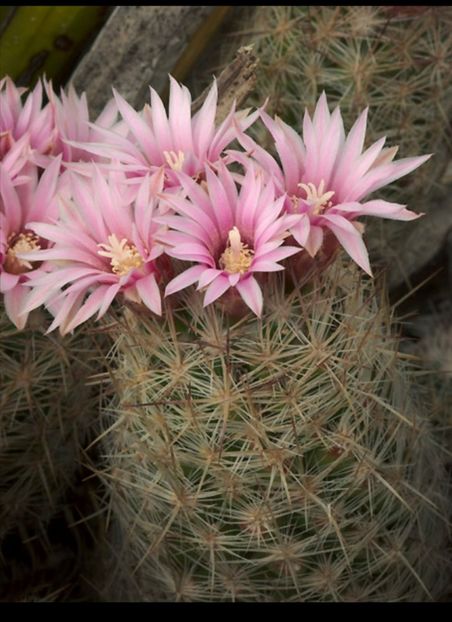  - Escobaria Tuberculosa