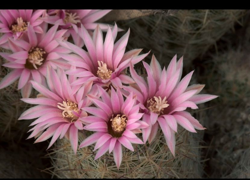  - Escobaria Tuberculosa