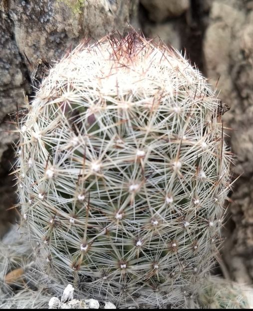  - Escobaria Tuberculosa