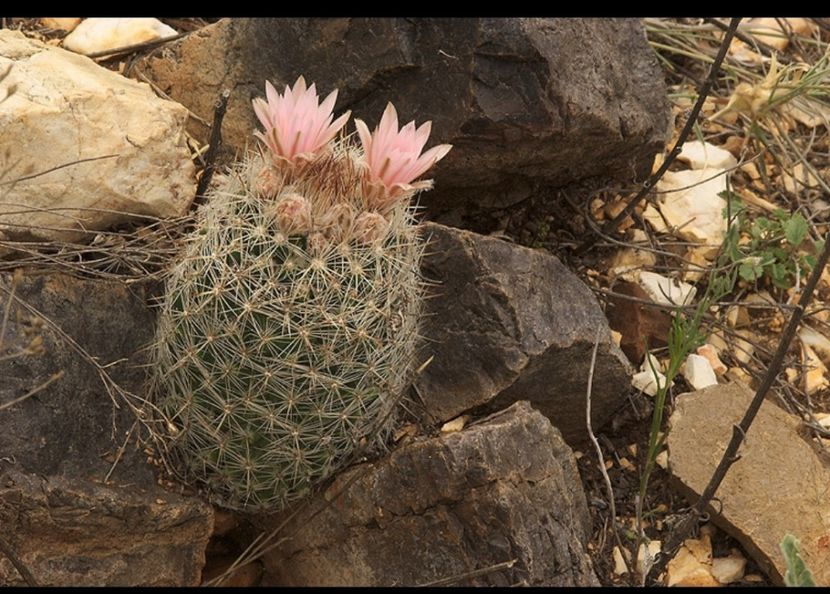  - Escobaria Tuberculosa