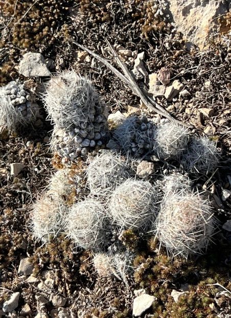  - Escobaria Tuberculosa