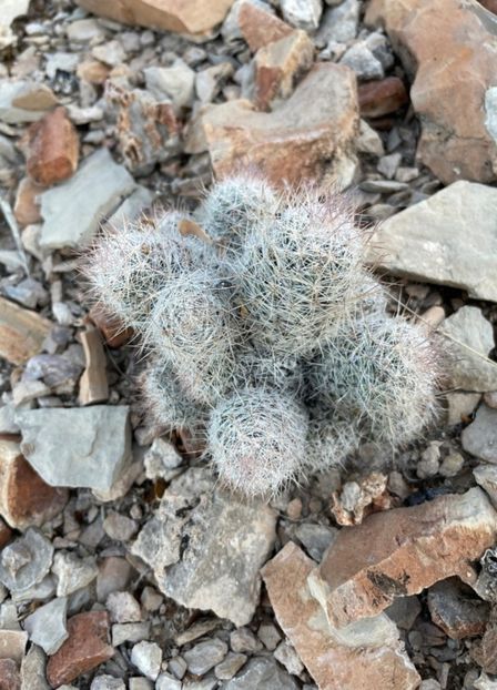  - Escobaria Tuberculosa