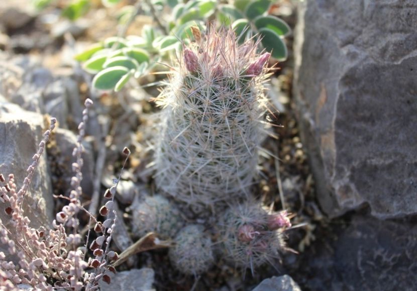 - Escobaria Tuberculosa