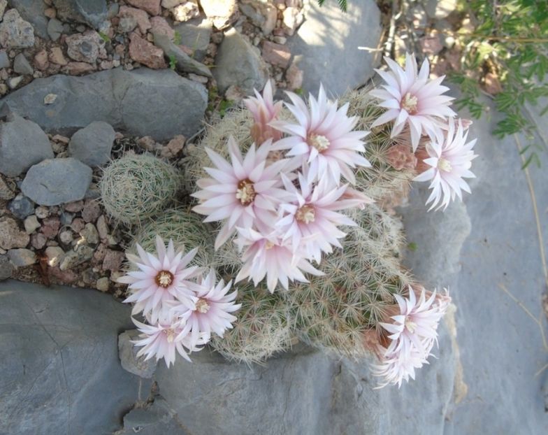  - Escobaria Tuberculosa