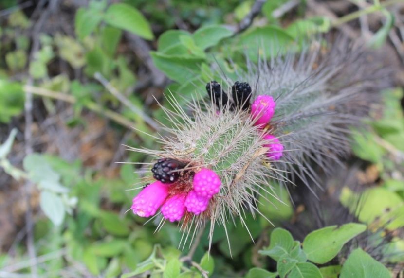  - Arrojadoa Rhodantha