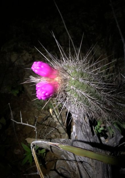  - Arrojadoa Rhodantha