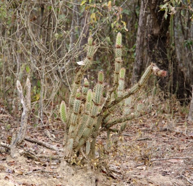  - Arrojadoa Rhodantha