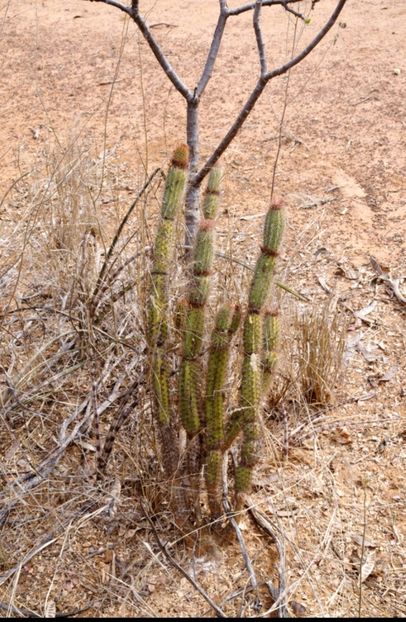  - Arrojadoa Rhodantha