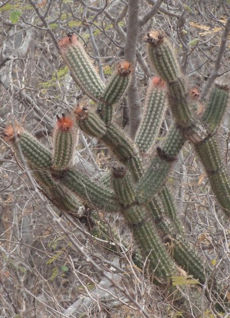  - Arrojadoa Rhodantha