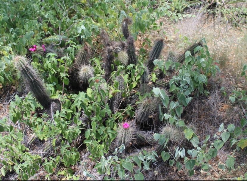  - Arrojadoa Rhodantha