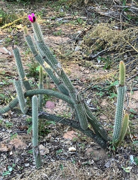  - Arrojadoa Rhodantha