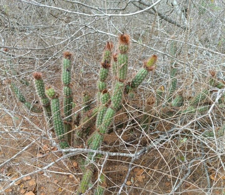  - Arrojadoa Rhodantha