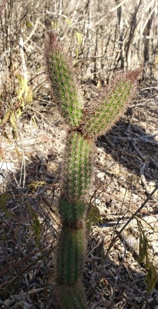  - Arrojadoa Rhodantha