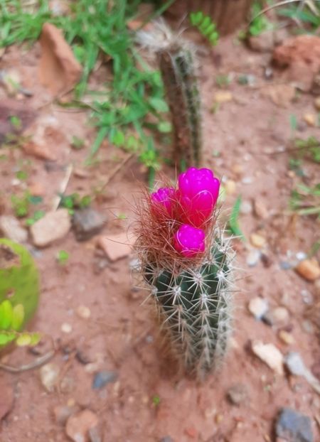  - Arrojadoa Rhodantha