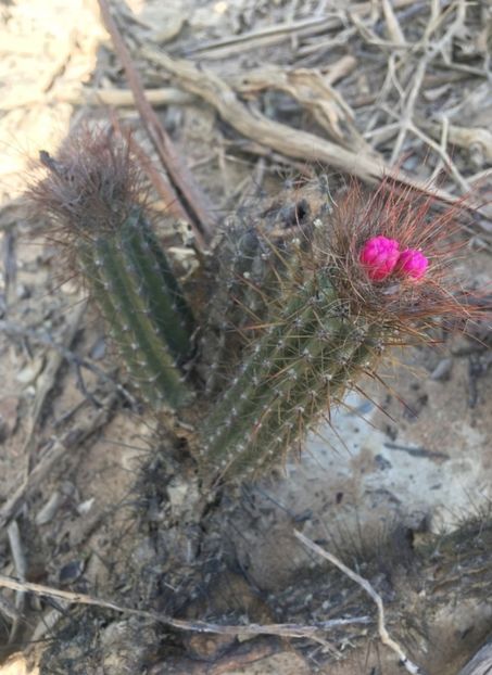  - Arrojadoa Rhodantha