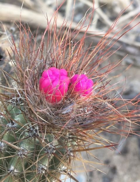  - Arrojadoa Rhodantha