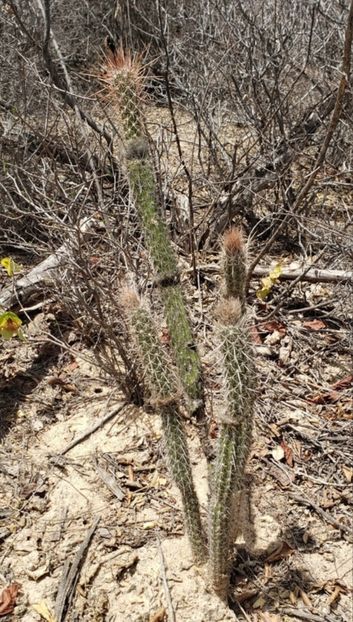  - Arrojadoa Rhodantha