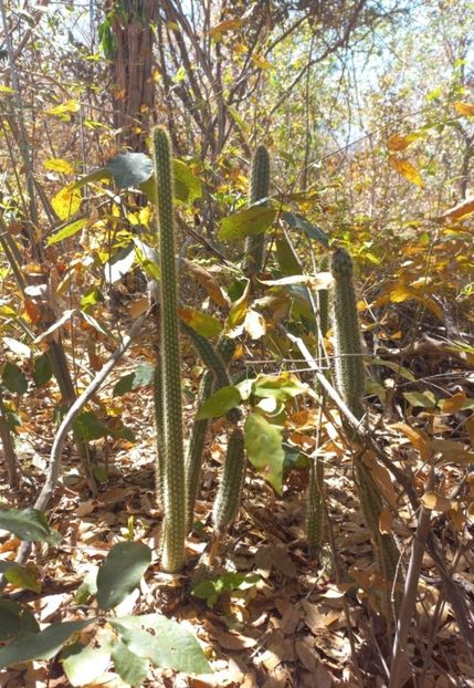  - Arrojadoa Rhodantha