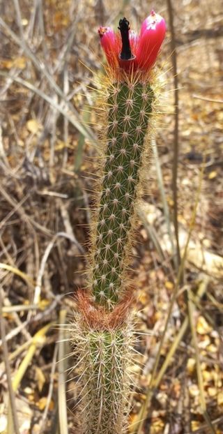  - Arrojadoa Rhodantha