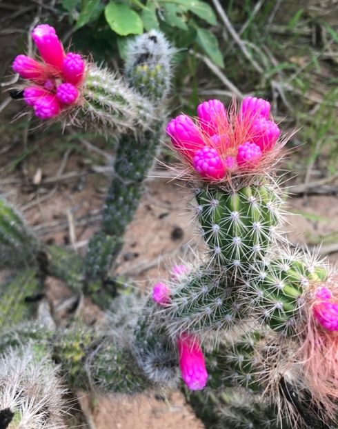  - Arrojadoa Rhodantha