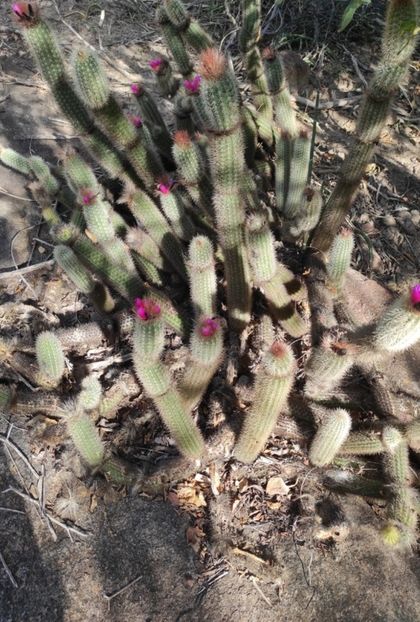  - Arrojadoa Rhodantha