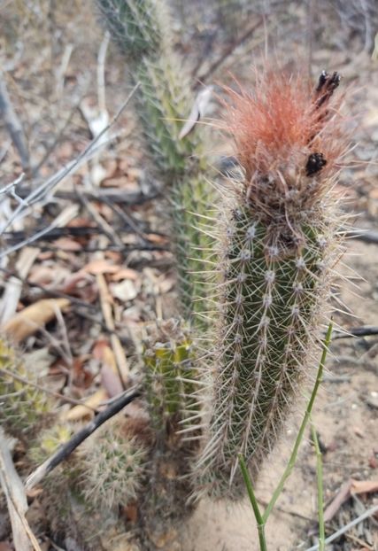  - Arrojadoa Rhodantha