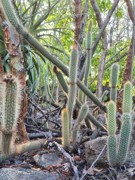  - Arrojadoa Rhodantha