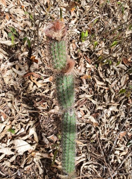  - Arrojadoa Rhodantha