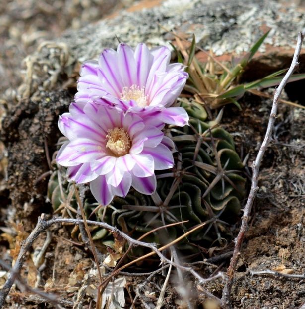  - Stenocactus Pentacanthus