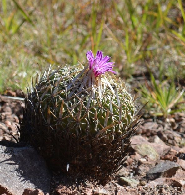  - Stenocactus Pentacanthus