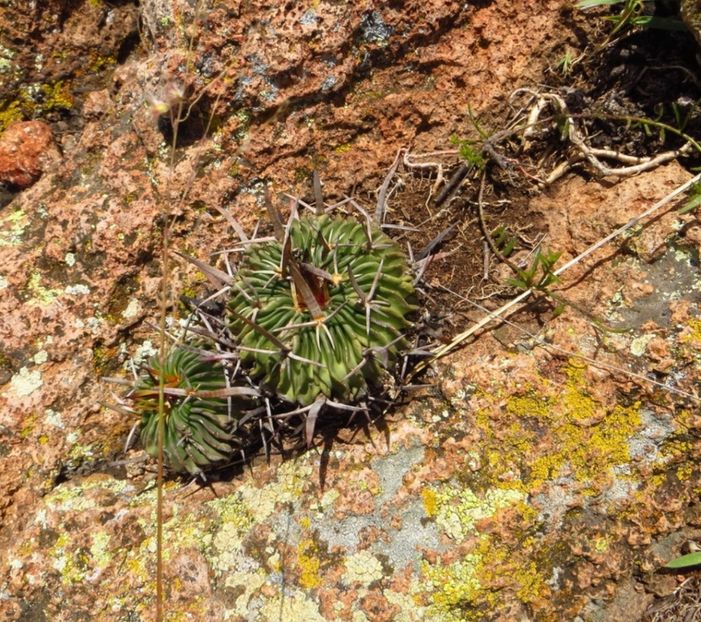  - Stenocactus Pentacanthus