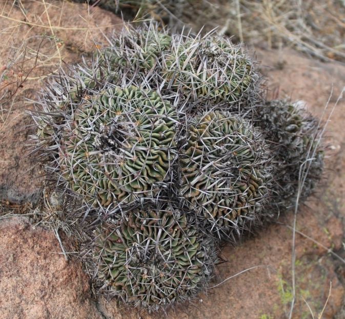  - Stenocactus Pentacanthus