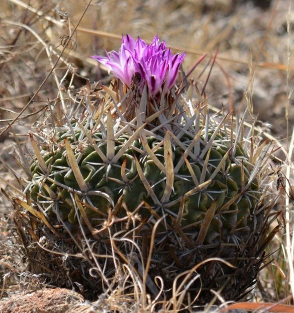  - Stenocactus Pentacanthus
