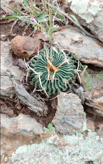  - Stenocactus Pentacanthus